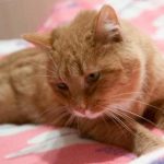 Cik rotaļlietu kaķim ir nepieciešams, lai būtu pilnīgi laimīgs: lūk, ko saka zoopsihologi cik-rotallietu-kakim-ir-nepieciesams-lai-butu-pilnigi-laimigs-luk.jpg