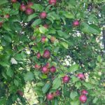 Kāpēc ābeļu apgriešana palielina ražas apjomu: kā pareizi sadalīt koku spēku kapec-abelu-apgriesana-palielina-razas-apjomu-ka-pareizi-sadalit-koku.jpg