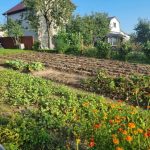 Kāpēc gudri dārznieki stāda siderātus: zaļā mēslojuma noslēpums, kas neizrakņājas kapec-gudri-darznieki-stada-sideratus-zala-meslojuma-noslepums-kas-neizraknajas.jpg