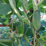 Kāpēc gurķi ir rūgti un izkropļoti: kā laistīšanas kļūdas laupa jūsu ražu? kapec-gurki-ir-rugti-un-izkroploti-ka-laistisanas-kludas-laupa.jpg