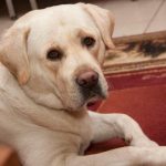 Kāpēc jūsu suns jūs patiešām saprot: nenoliedzami signāli, kurus mēs palaižam garām kapec-jusu-suns-jus-patiesam-saprot-nenoliedzami-signali-kurus-mes.jpg