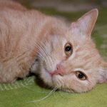 Kāpēc kaķis berzē kājas: mājdzīvnieka slēpto vēstījumu atšifrēšana kapec-kakis-berze-kajas-majdzivnieka-slepto-vestijumu-atsifresana.jpg