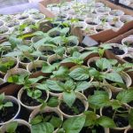 Kāpēc piens var kaitēt stādiem: populārs mīts un sekas augsnei kapec-piens-var-kaitet-stadiem-populars-mits-un-sekas-augsnei.jpg