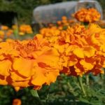 Kāpēc samtenis ir kļuvis par zemeņu dobes labāko draugu: šīs pieticīgās puķes slēptās priekšrocības kapec-samtenis-ir-kluvis-par-zemenu-dobes-labako-draugu-sis.jpg